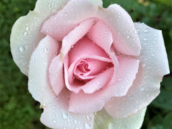  Besondere Exemplare der Königing der Blumen können im Rosenneuheitengarten auf dem Beutig in Baden-Baden bewundert werden. 
