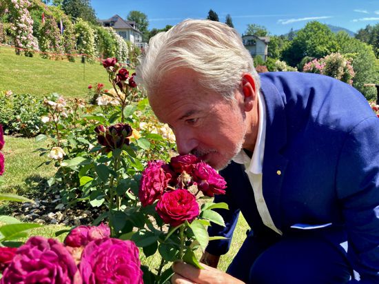 Baden-Badens Oberbürgermeister Dietmar Späth schnuppert an einer Rose.