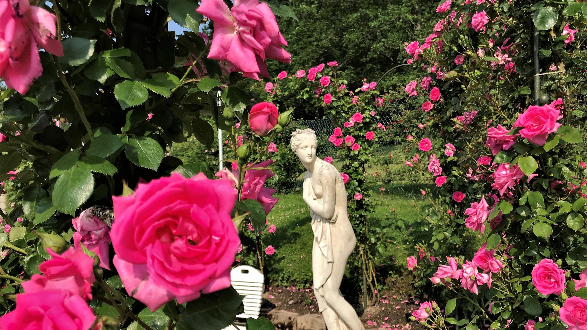 Im Rosenneuheiten-Garten Baden-Baden steht eine Statue zwischen blühenden Rosen.