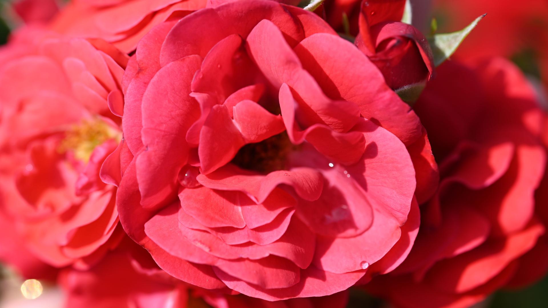 Im Rosenneuheitengarten auf dem Beutig wird die hellrot leuchtende Floribundarose „Trudy“ gezeigt. Die Rose des irischen Amateurzüchters David Kenny wird beim 70. Internationalen Rosenneuheiten-Wettbewerb mit dem Titel „Goldene Rose von Baden-Baden“ ausgezeichnet. 