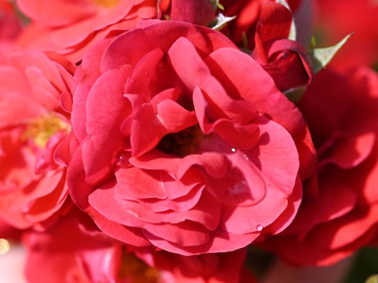 Im Rosenneuheitengarten auf dem Beutig wird die hellrot leuchtende Floribundarose „Trudy“ gezeigt. Die Rose des irischen Amateurzüchters David Kenny wird beim 70. Internationalen Rosenneuheiten-Wettbewerb mit dem Titel „Goldene Rose von Baden-Baden“ ausgezeichnet. 