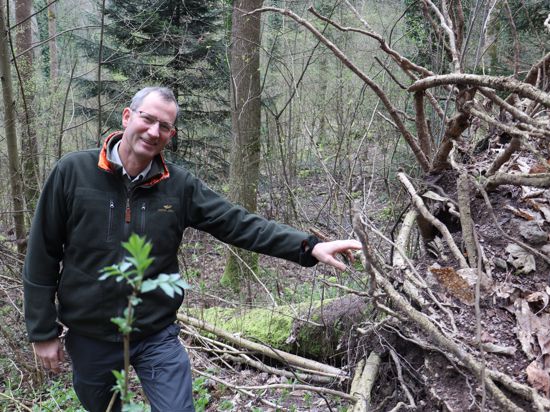 Wertvolles Totholz: Baden-Badens Forstamtsleiter Thomas Hauck lässt auch umgestürzte Bäume teils im Wald liegen, denn sie sind wichtige Wasserspeicher.
