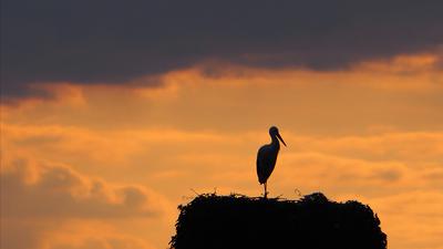 Storch steht im Nest und schaut dem Sonnenuntergang zu.