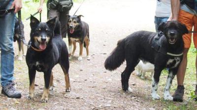 Drei Hunde werden von Menschen an der Leine geführt