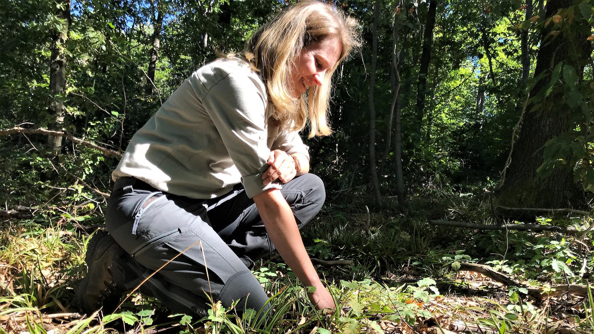 Juliane Klein, Forstrevierleiterin im Baden-Badener Rebland, zeigt einen Bestand mit Jungbäumen.