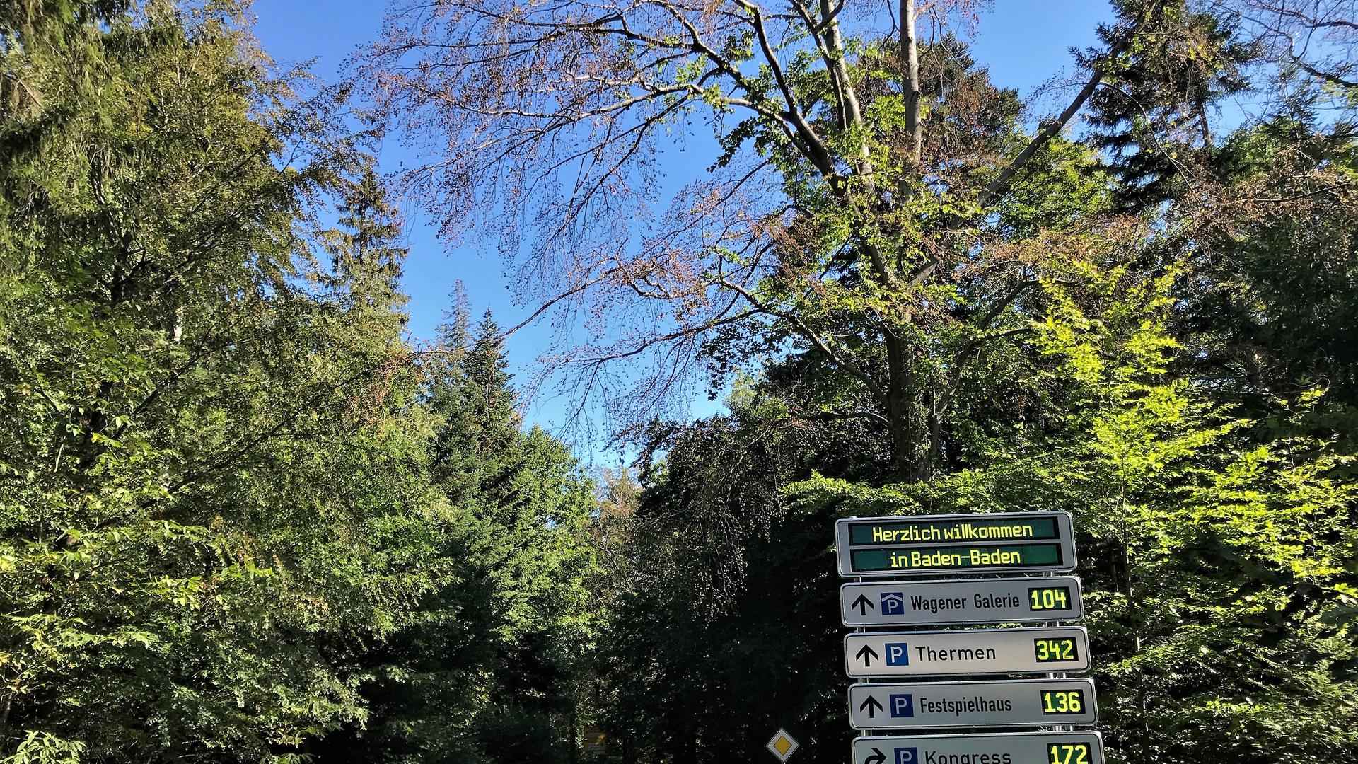Am Straßenrand an der Strecke ins Baden-Badener Rebland stehen abgestorbene Bäume.