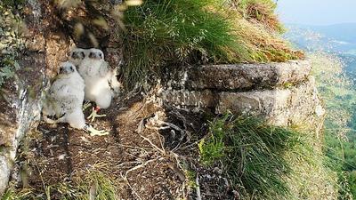 Junge Wanderfalken sitzen in einem Nest an der Badener Wand im Battert in Baden-Baden.