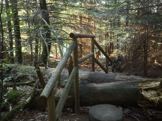 Holzstege führen im Wildnispfad teilweise über umgestürzte Bäume