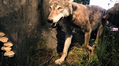 Ein präparierter Wolf wird im Nationalparkzentrum am Ruhestein gezeigt. 