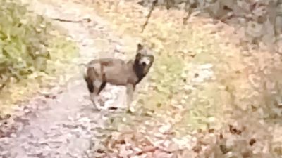 Ein Tier, das einem Wolf oder Hund ähnelt, steht auf einem Waldweg bei Baden-Baden.