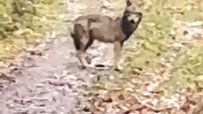 Ein Tier, das aussieht wie ein Wolf oder ein Hund, steht auf einem Waldweg bei Baden-Baden