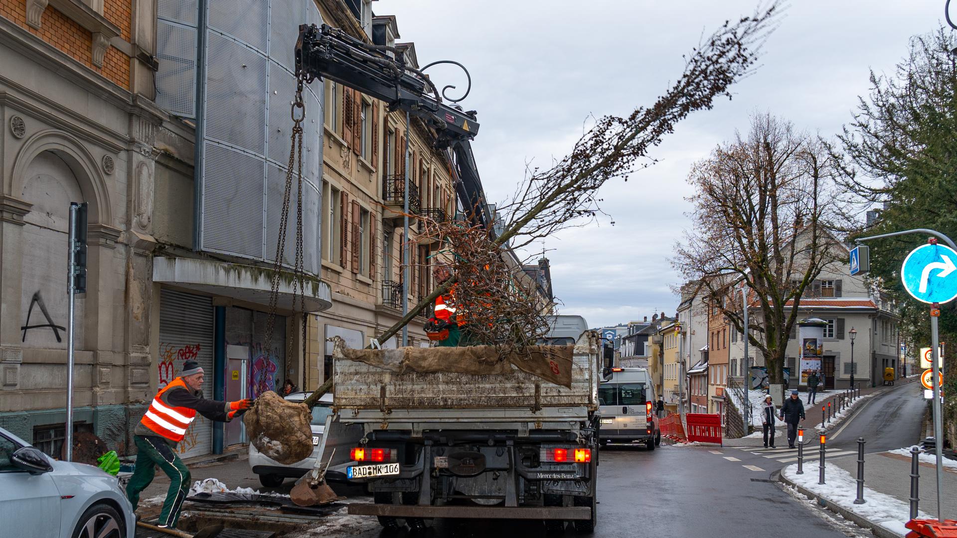 Bäume für die Talachse: Die ersten acht von insgesamt 16 Amberbäumen in der Lichtentaler Straße sind am Dienstag bereits gepflanzt worden.