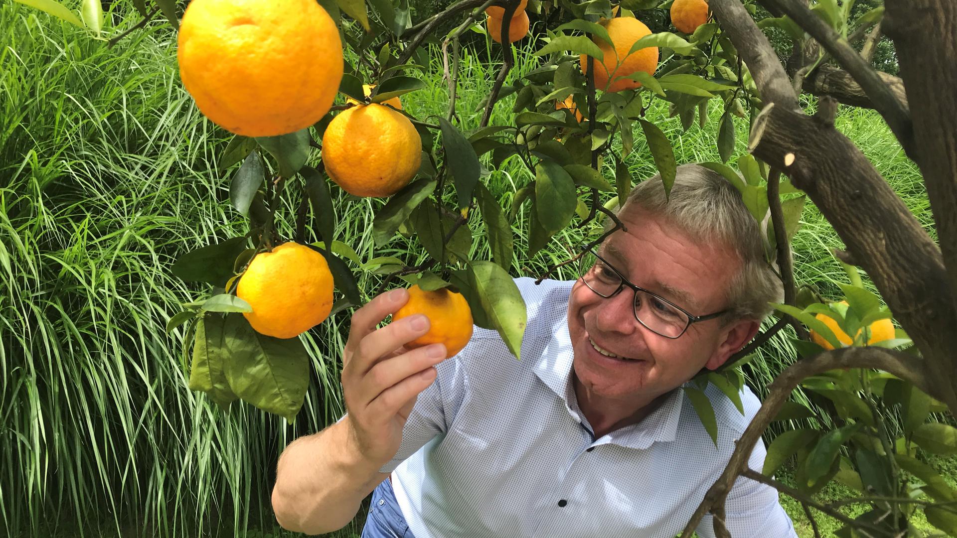 Der Chef der Parks und Gärten in Baden-Baden, Markus Brunsing, begutachtet die verlockenden Orangen einer Kübelpflanze im Rosenneuheitengarten. 