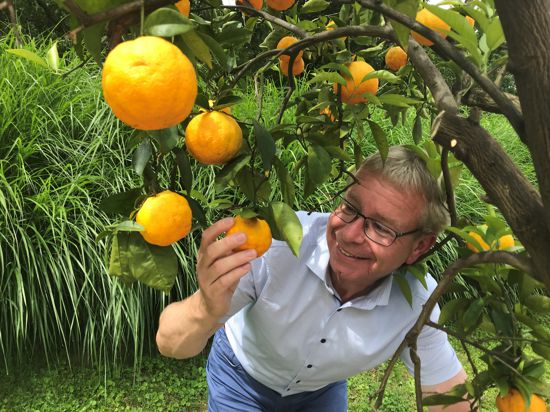Der Chef der Parks und Gärten in Baden-Baden, Markus Brunsing, begutachtet die verlockenden Orangen einer Kübelpflanze im Rosenneuheitengarten. 