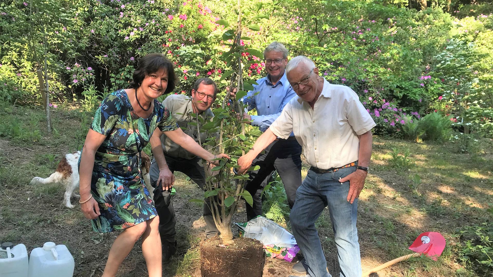 Gemeinsame Baumpflanzung: Margret Mergen, Thomas Hauk, Markus Brunsing und Wolfgang Eberts (von links) legen Hand an.