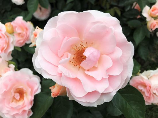 Die Rose „Royale Estelle“ hat den Ehrenpreis „Goldene Rose von Baden-Baden“ beim Internationalen Rosenneuheitenwettbewerb gewonnen. 