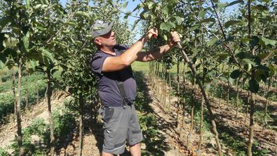 Michael Bilger pflegt seine Obstbäume bis zum Verkauf drei Jahre lang