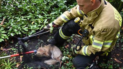 Eine Feuerwehrmann hat einen Fuchs mit einem Netz eingefangen.