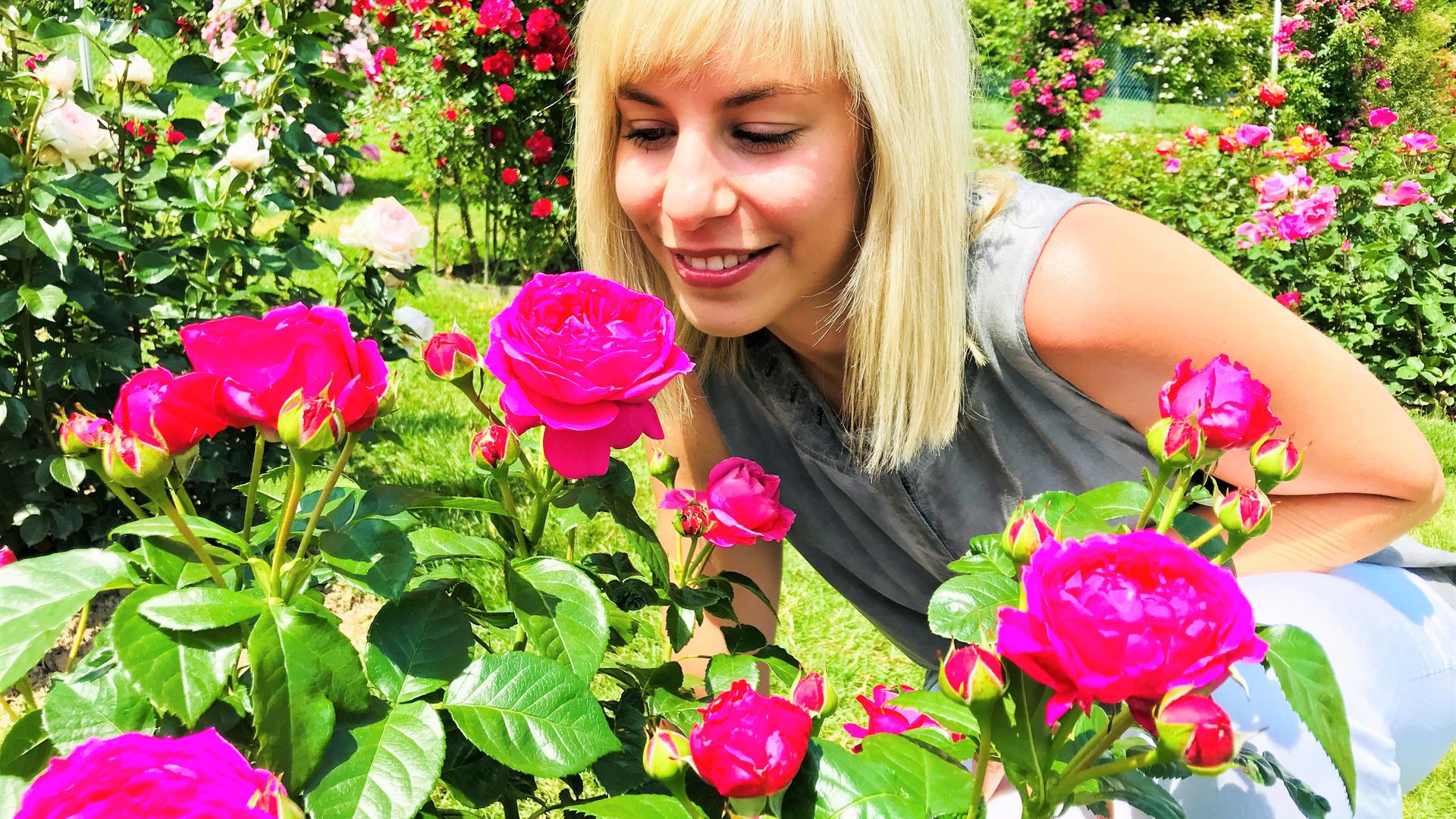 Duftet intensiv: Anuschka heißt die "Goldene Rose von Baden-Baden". Sie gefällt auch Vanessa Bock, Mitarbeiterin der Bäderstadt.