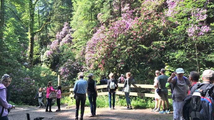 Wandern auf dem neuen Panoramaweg in Baden-Baden: Blühender Rhododendron