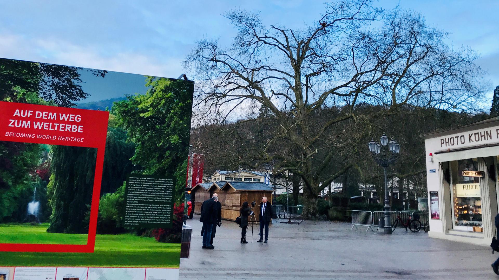 Einer der bekanntesten Bäume in Baden-Baden: die Platane an der Fieser-Brücke. Wegen des Brückenneubaus muss die Krone des Baumes deutlich reduziert werden.