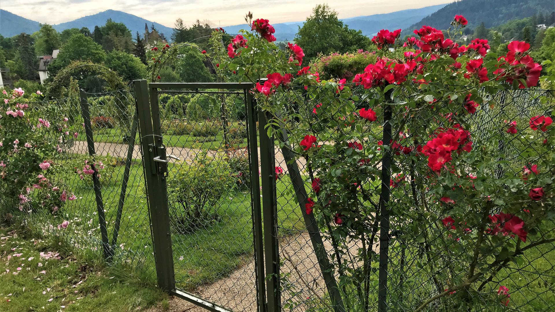 Die Türen sind noch zu: Der Rosenneuheiten-Garten auf dem Beutig in Baden-Baden öffnet am Donnerstag, 28. Mai, wieder für Besucher.