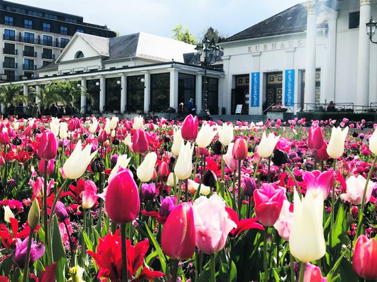 Vor dem Kurhaus Baden-Baden blühen noch immer Tulpen.