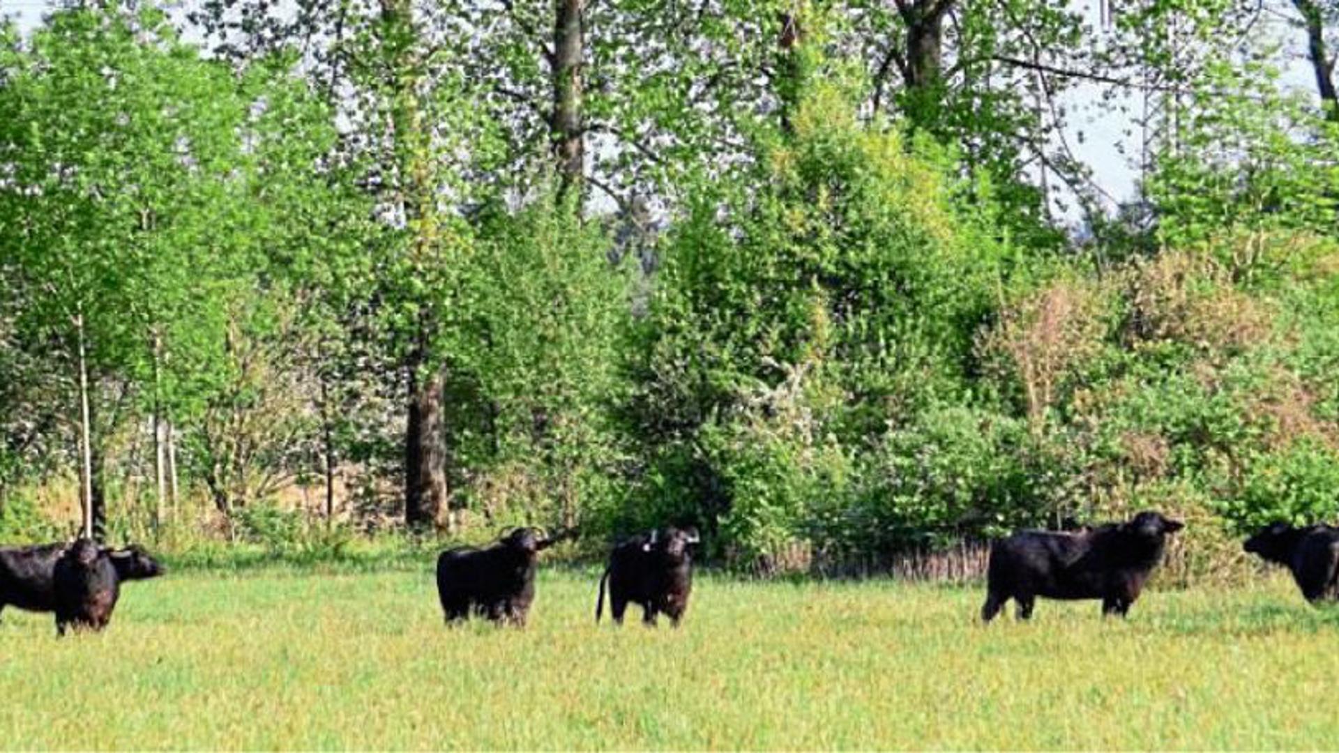 Seit Montag weiden 17 Wasserbüffel in einem Naturschutzgebiet nahe Baden-Baden. Die Rinder halten die etwa 17 Hektar großen Flächen des Sumpfs offen und sollen für ideale Brutbedingungen von bedrohten Vögeln sorgen.