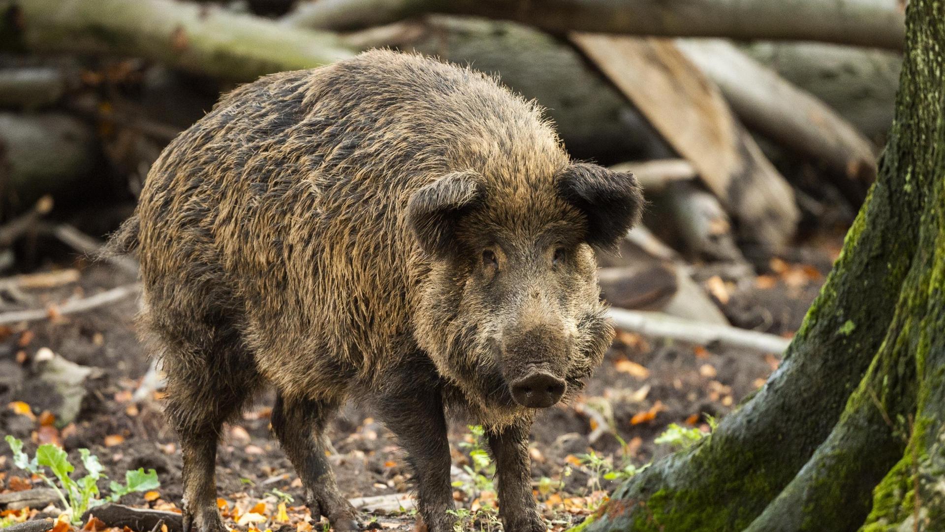 Wildschweine sind auch im Stadtwald Baden-Baden reichlich vertreten. Wie viele es gibt, weiß aber keiner.