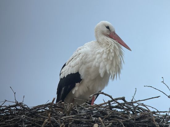 Weißstorch sitzt in Nest auf Platane in der Bühler Innenstadt