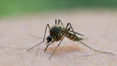 Eine Mücke saugt Blut aus dem Arm eines Mannes. (zu dpa: «Mückenbekämpfer: Trockenheit reduziert Brutflächen von Stechmücken»). +++ dpa-Bildfunk +++