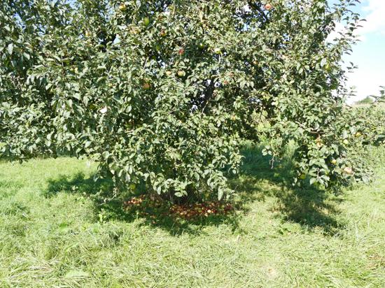 Viele Äpfel liegen unter einem Baum auf einem Haufen