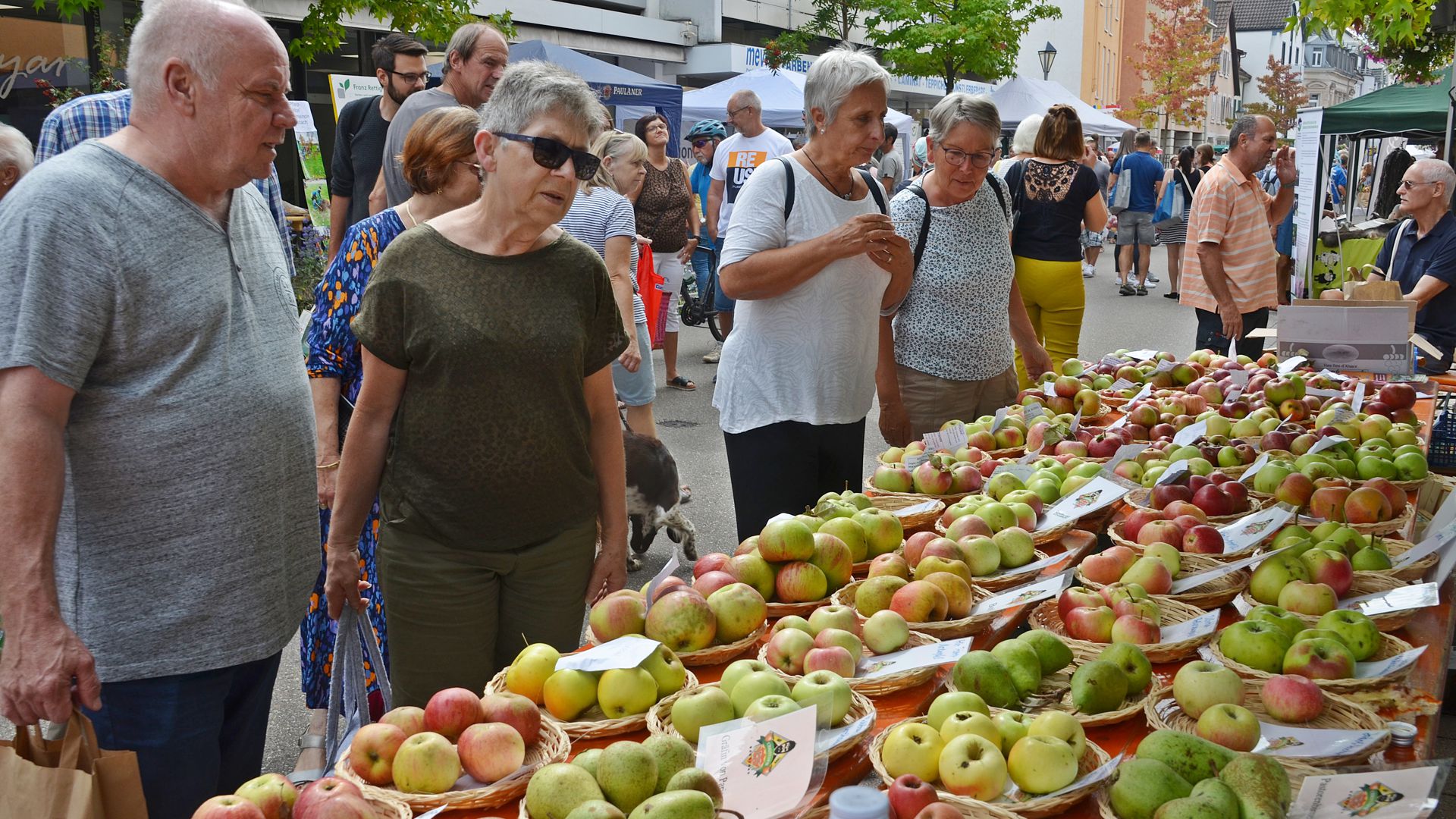 Der Gaggenauer Christof Werner präsentiert mehr als 60 alte Apfelsorten. Zudem können die Besucher bei ihm eigene Apfelsorten von ihren Streuobstwiesen bestimmen lassen.