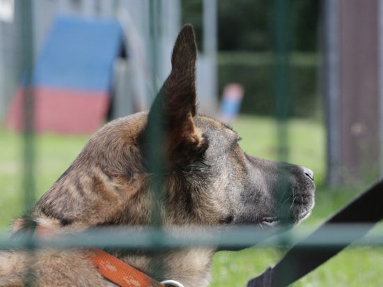 Ein Hund sitzt hinter einem Zaun