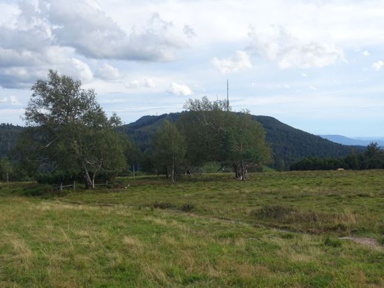 Blick von Hochkopf - Schwarzwald - Auf Hornisgrinde
