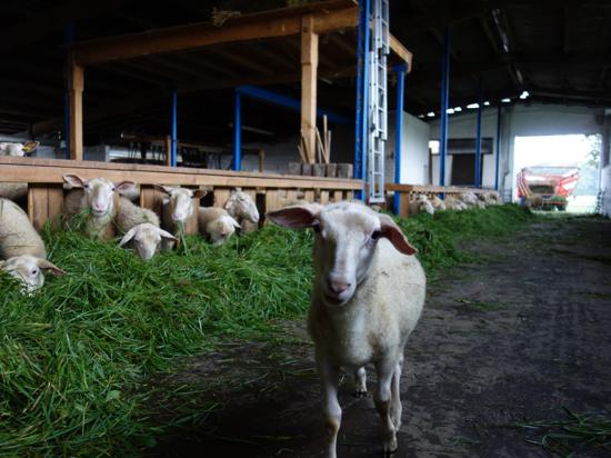 Frisches Futter von den umliegenden Wiesen lassen sich die Schafe von Yvonne Zick und Matthias Markolf in ihrem Stall in Moos schmecken. 