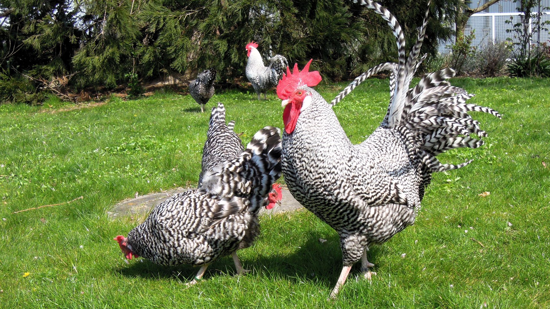Hühnerhaltung im eigenen Garten wird immer beliebter. Durch die Corona-Pandemie hat dieses Hobby einen weiteren Schub erhalten. Das Foto zeigt die seltene Rasse Deutsche Sperber. 