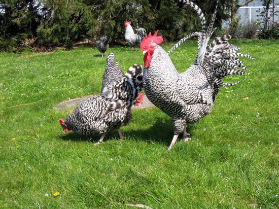 Hühnerhaltung im eigenen Garten wird immer beliebter. Durch die Corona-Pandemie hat dieses Hooby einen weiteren Schub erhalten. Das Foto zeigt die seltene Rasse Deutsche Sperber. 