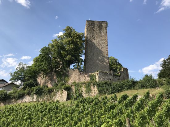 Malerische Burg mit einem großen Turm im Vordergrund. Die Ruine erhebt sich aus einem Rebberg, große Bäume flankieren den Turm.