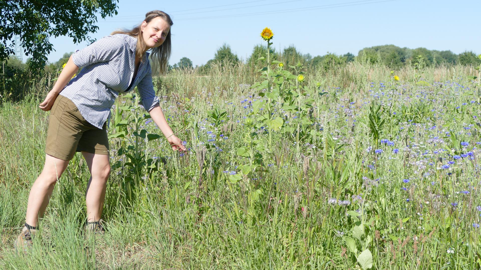 Arbeitsplatz Natur: Carolin Greiner inspiziert einen Blühstreifen im Waldhägenich. Seit einem Monat ist sie sie die Schutzgebietsbetreuerin. 