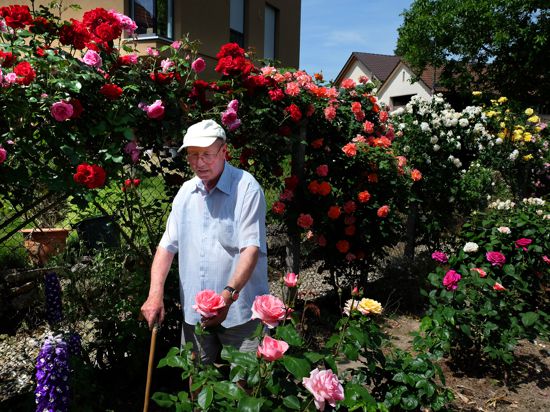 Pirmin Rapp in seinem Rosen-Garten