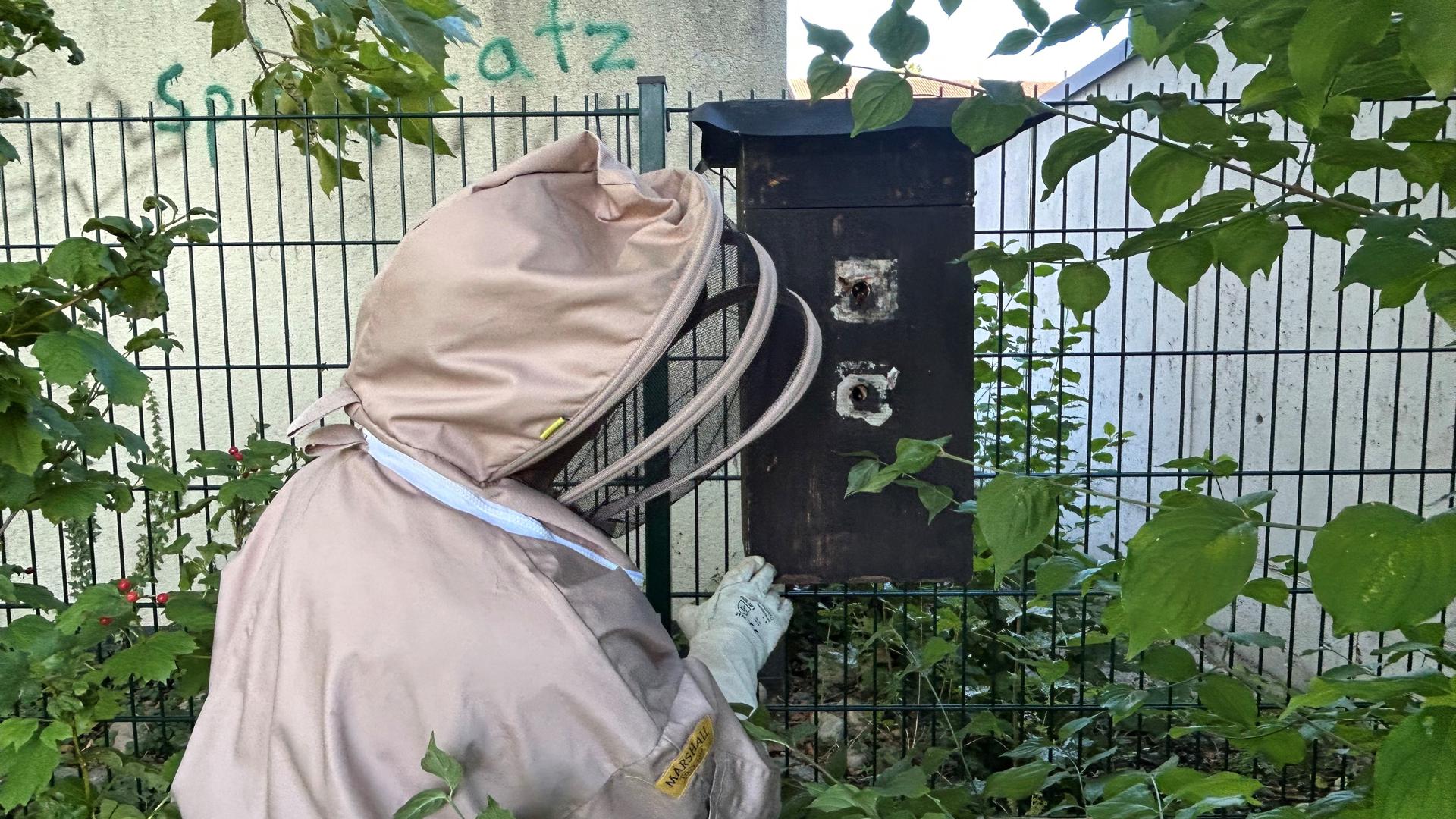 Eine Hornissenfachberaterin des Landratsamtes Rastatt untersucht einen schwarzen Kasten in dem sich ein Hornissennest befindet. 