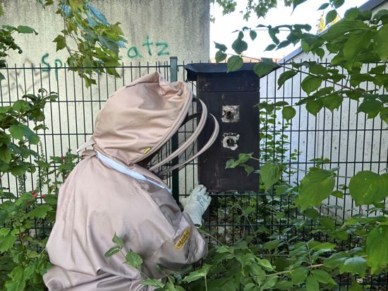 Eine Hornissenbeauftragte des Landratsamtes Rastatt untersucht einen schwarzen Kasten in dem sich ein Hornissennest befindet. 