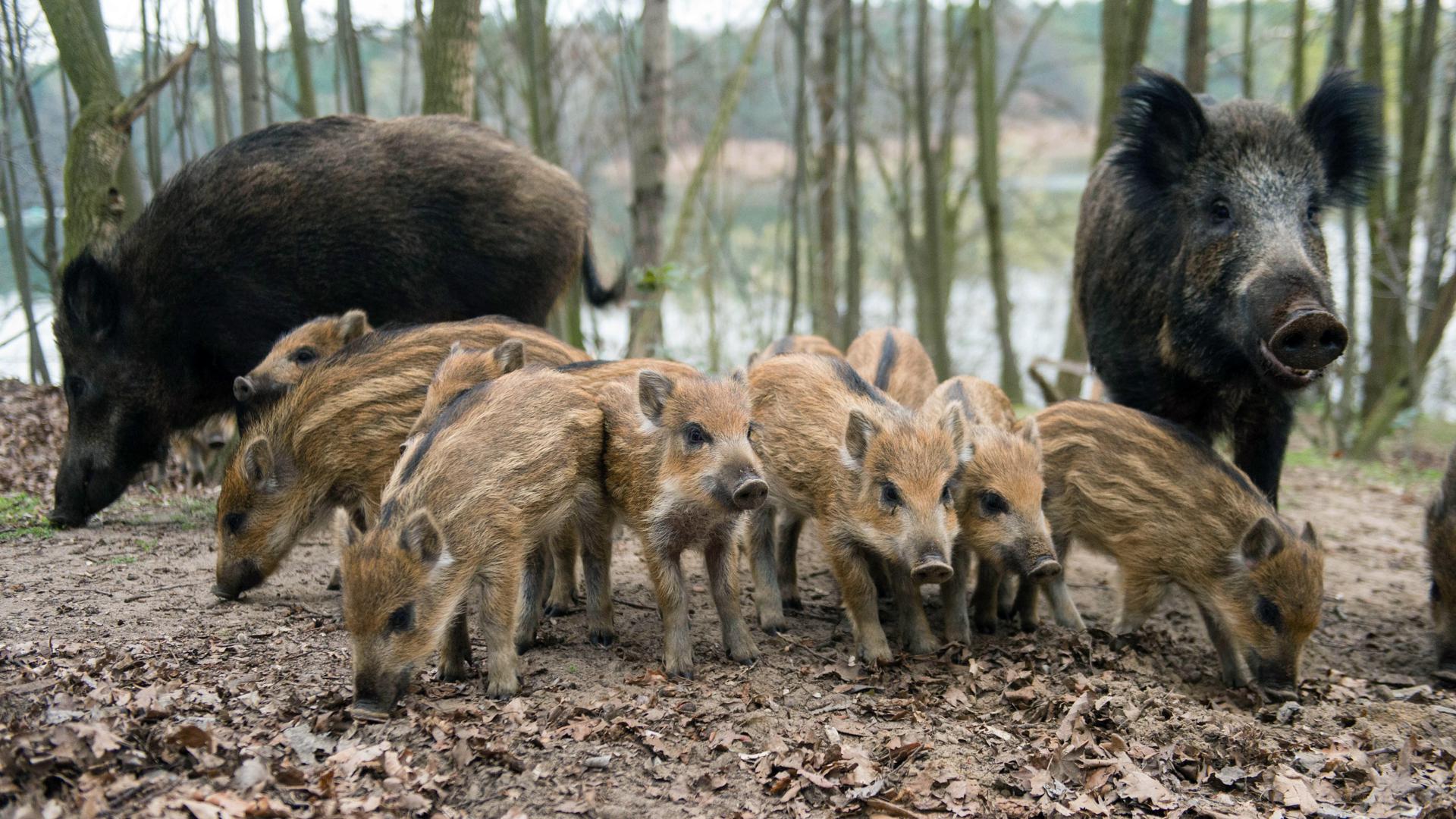  Wildschweine suchen in einem Waldgebiet den Boden nach Futter ab. 