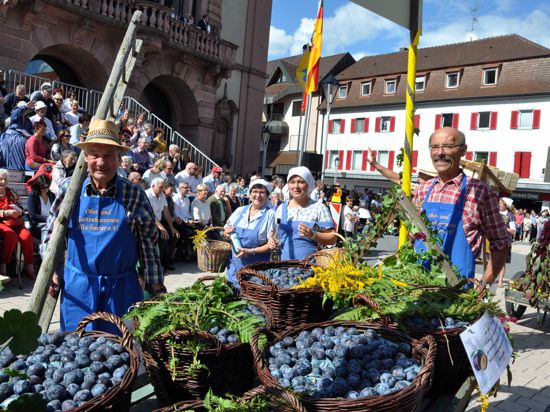 Beim Zwetschgenfestumzug 2017 erinnerte der Obst- und Gartenbauverein an die große Bedeutung der Bühler Frühzwetschge. Der Gemeinderat sah das nur in Teilen so.