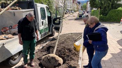 Straßenbaum-Pflanzung: Beate Kahles (vorn) und Barbara Thévenot begutachten mit einem Mitarbeiter der beauftragten Gartenbaufirma, wie die neuen Bäume in den Boden kommen.