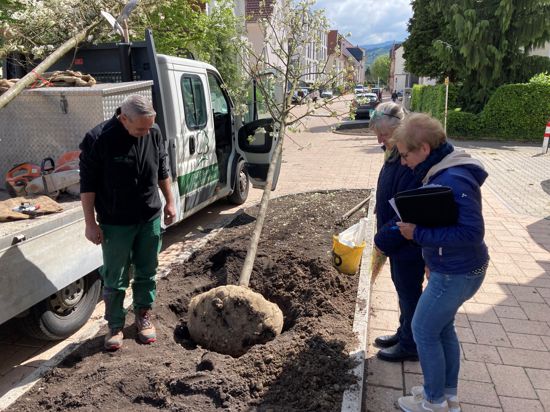 Straßenbaum-Pflanzung: Beate Kahles (vorn) und Barbara Thévenot begutachten mit einem Mitarbeiter der beauftragten Gartenbaufirma, wie die neuen Bäume in den Boden kommen.