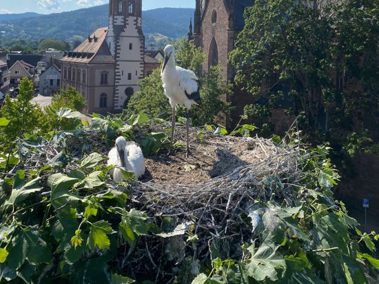 Zwei Störche auf einem Nest vor einem Kirchturm