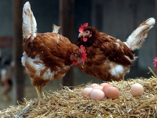 Zwei Hühner stehen auf einem Strohballen. Daneben liegen ein paar Eier.
