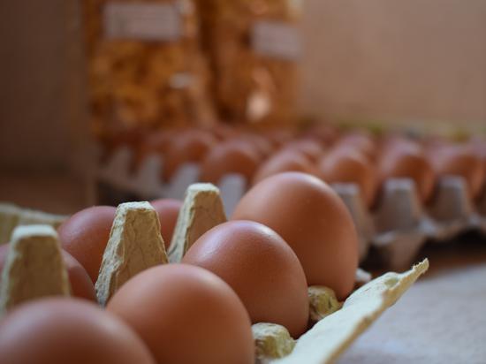 Eierschachteln mit vielen braunen Eiern, von denen eines besonders groß ist.